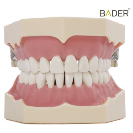 TIPODONTO CLÓNICO FRASACO AG-3 ADULTO CON ARTICULADOR Y LENGUA + DESTORNILLADOR