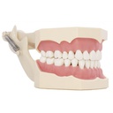 TIPODONTO CLÓNICO FRASACO AG-3 ADULTO CON ARTICULADOR Y LENGUA + DESTORNILLADOR