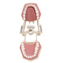 TIPODONTO CLÓNICO FRASACO AG-3 ADULTO CON ARTICULADOR Y LENGUA + DESTORNILLADOR