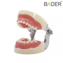 TIPODONTO CLÓNICO NISSIN PEDIÁTRICO + DESTORNILLADOR