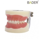 TIPODONTO CLÓNICO NISSIN PEDIÁTRICO + DESTORNILLADOR