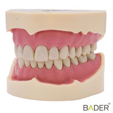 TIPODONTO CLÓNICO FRASACO ANA-4 COMPATIBLE + DESTORNILLADOR