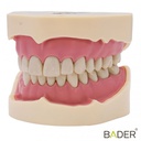 TIPODONTO CLÓNICO FRASACO ANA-4 COMPATIBLE + DESTORNILLADOR