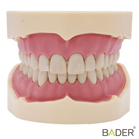 TIPODONTO CLÓNICO FRASACO ANA-4 COMPATIBLE + DESTORNILLADOR