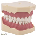 TIPODONTO AG-3 ADULTO + DESTORNILLADOR