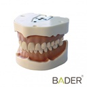 TIPODONTO CLÓNICO FRASACO ANA-4 COMPATIBLE + DESTORNILLADOR