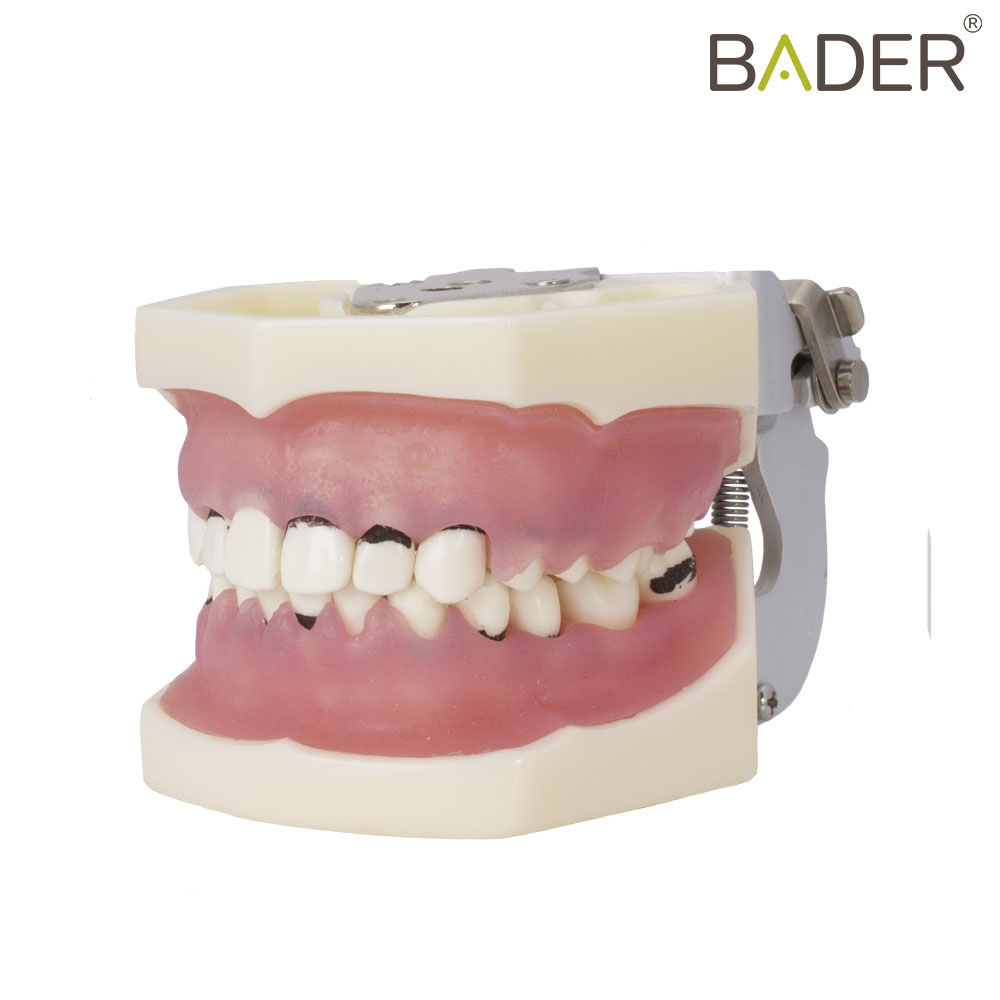 TIPODONTO DE PERIODONCIA CON ARTICULADOR