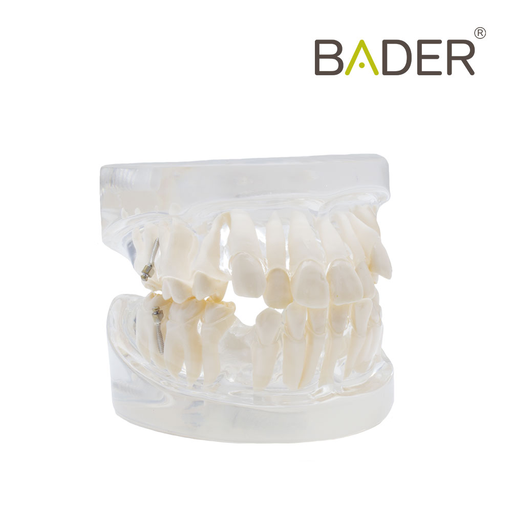 MODELO DENTAL PARA PRÁCTICA DE ORTODONCIA