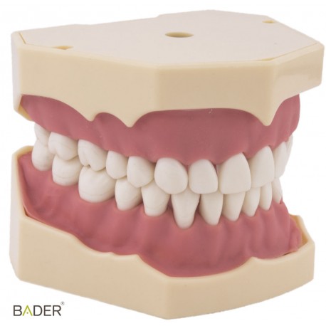 [0905000] TIPODONTO AG-3 ADULTO + DESTORNILLADOR
