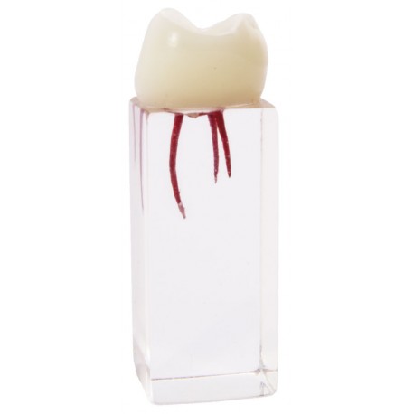 [0905105] MOLAR ENDO C/CONDUCTOS PARA PRACTICAS EXTRACURRICULARES