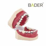 [0905113] MODELO DE PERIODONCIA COMPLETO