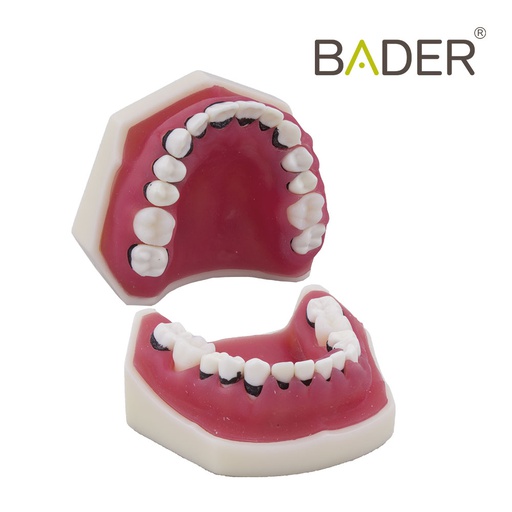 [0905125] TIPODONTO DE PERIODONCIA SIN ARTICULADOR